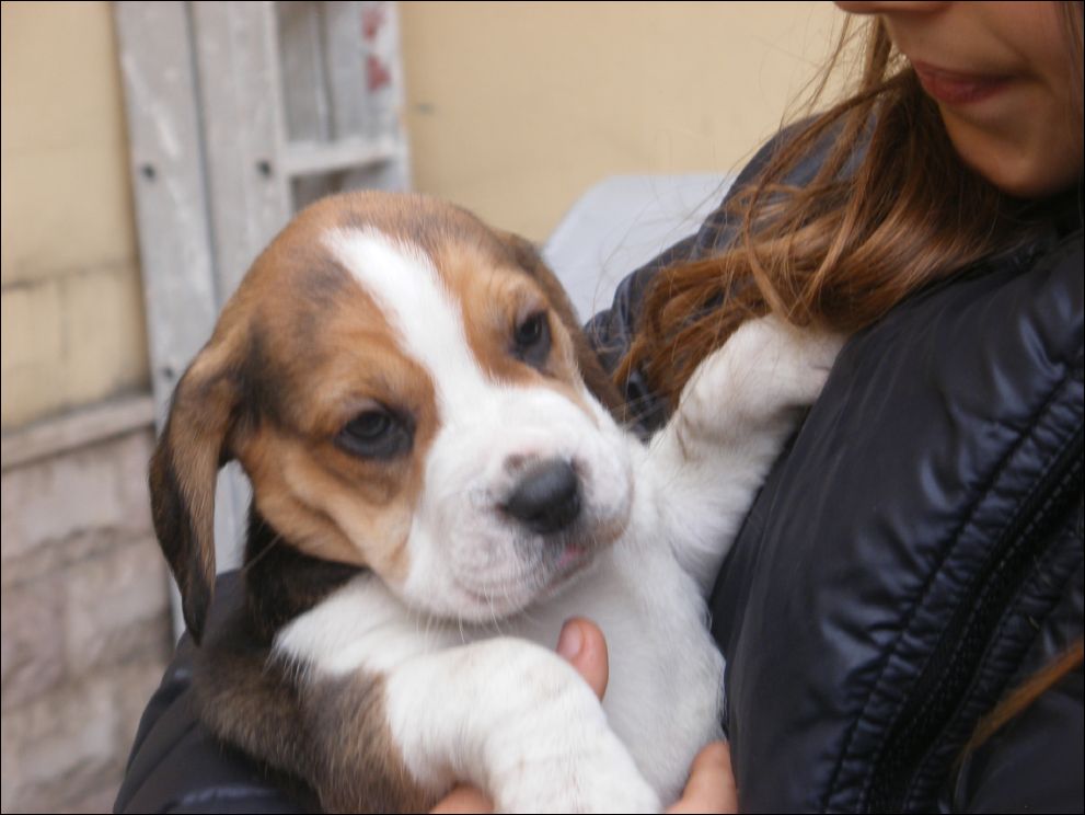 cuccioli amelie-63